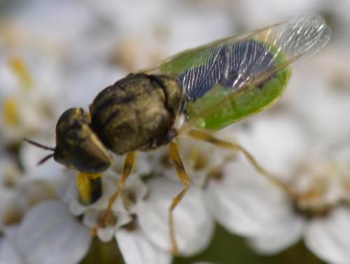 Réf. 174 595 : Oplodontha viridula
