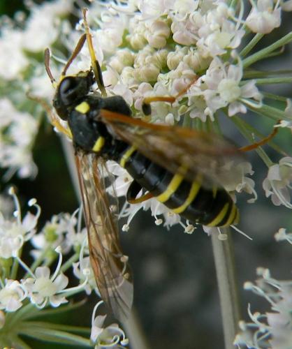 Tenthredo omissa