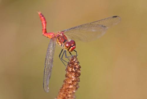Sympetrum sanguineum
