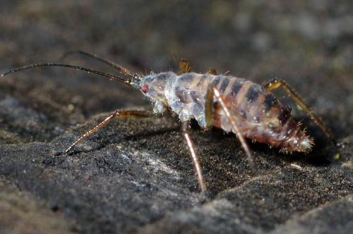 Réf. 174 592 : Euceraphis punctipennis