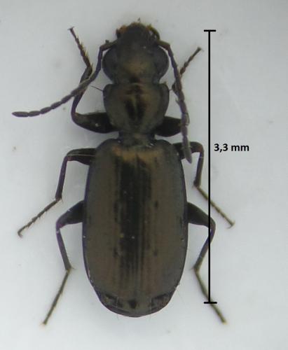 Syntomus foveatus