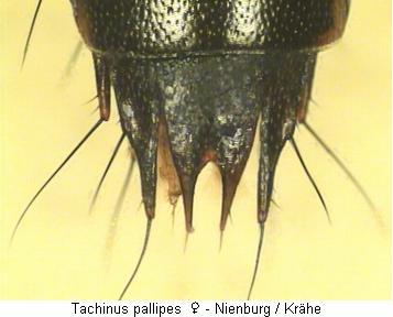 Tachinus pallipes