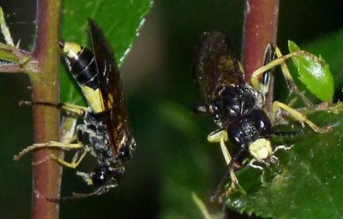 Tenthredo temula