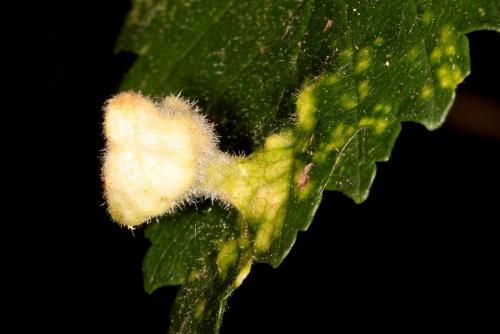 Tetraneura caerulescens