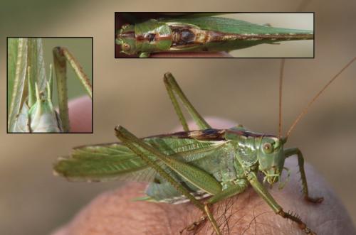 Tettigonia viridissima