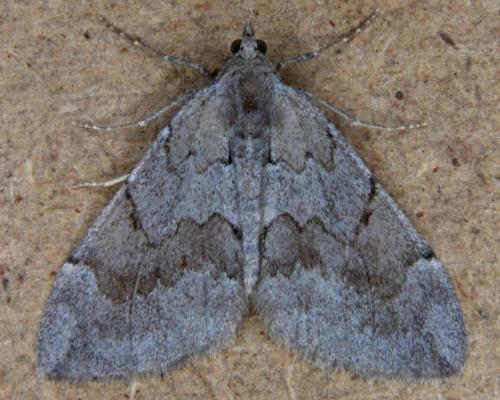 Réf. 174 298 : Pennithera ulicata