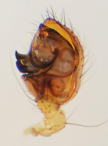 Theridion varians