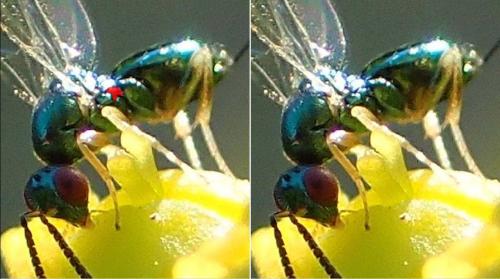 Torymus sp.