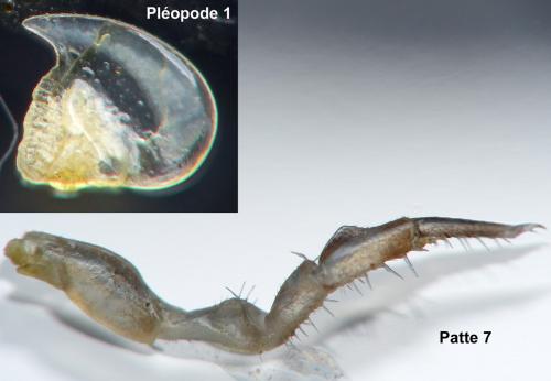 Réf. 174 138 : Trachelipus rathkii