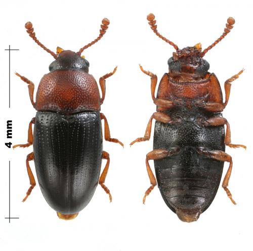 Réf. 174 244 : Triplax melanocephala