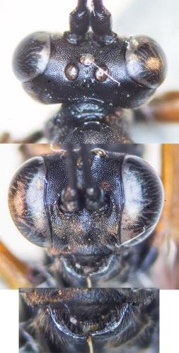 Exetastes calobatus