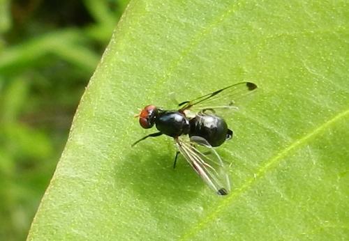 Seioptera vibrans