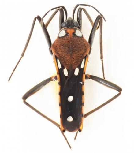 Réf. 174 272 : Velia mancinii lyciae