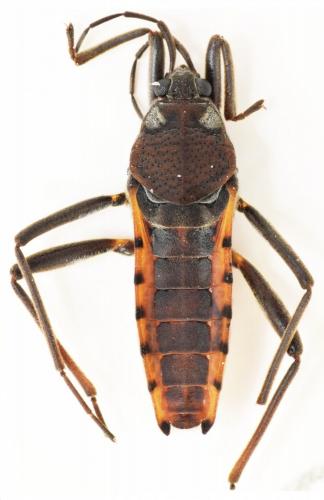 Velia affinis filippii