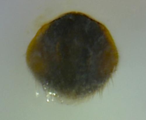 Velia mancinii lyciae