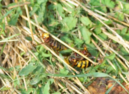 Vespa crabro