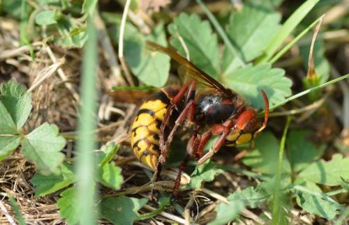 Réf. 174 064 : Vespa crabro