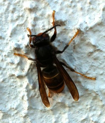 Vespa velutina
