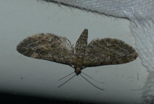 Réf. 174 440 : Eupithecia nanata