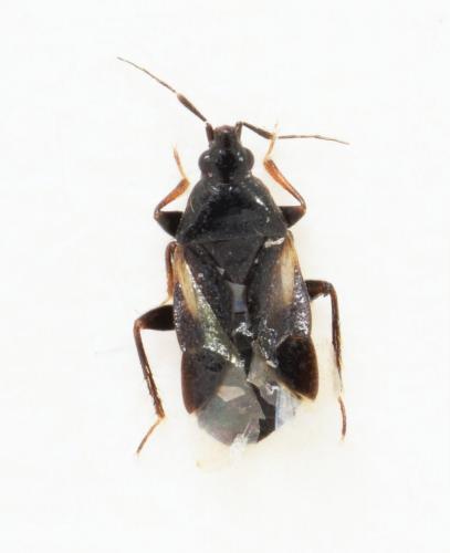 Réf. 174 451 : Xylocoris obliquus