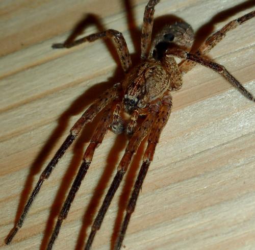 Zoropsis spinimana