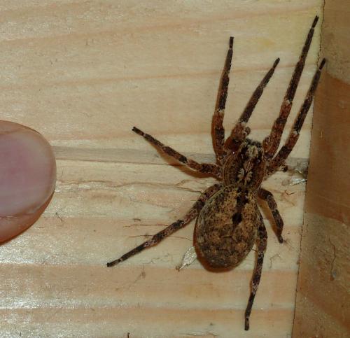 Zoropsis spinimana