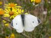 174060 – Photo : Petit Vincent – France (07)
