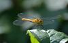 Sympetrum sanguineum