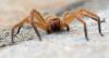 Olios argelasius