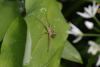 Pisaura mirabilis