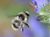 174562 – Photo : Jean-Sébastien Carteron – France (67)