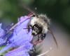 174565 – Photo : Jean-Sébastien Carteron – France (67)