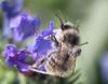 174564 – Photo : Jean-Sébastien Carteron – France (67)