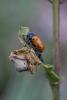 174361 – Photo : Daniel Ventard – France (05)