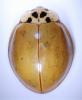 Harmonia axyridis