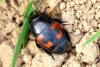 174349 – Photo : Michel Ehrhardt – France (68)