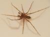 Tegenaria sp.