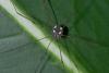 174455 – Photo : D. Martinez – Philippines