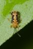 174658 – Photo : D. Martinez – Philippines