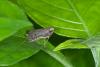 174981 – Photo : D. Martinez – Philippines