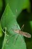 174955 – Photo : D. Martinez – Philippines