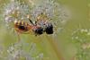 174944 – Photo : Marc Solari – France (68)