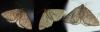 174800 – Photo : Jean-Jacques PORTENEUVE – France (34)