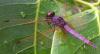174619 – Photo : Olivier F – Madagascar