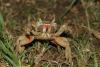 174446 – Photo : Duborget Robin – Guadeloupe