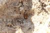 Harpalus sp.