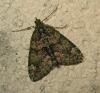 174070 – Photo : The Ghost Nightjar – France (56)
