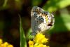 174688 – Photo : Michel Ehrhardt – France (68)