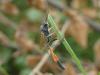 174325 – Photo : RENOULT – France (20)
