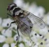 174649 – Photo : Christian Berquer – France (50)